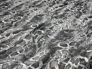 Voal animal print